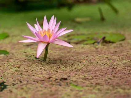 A Meditation To Raise The Vibrations Of Human Kind