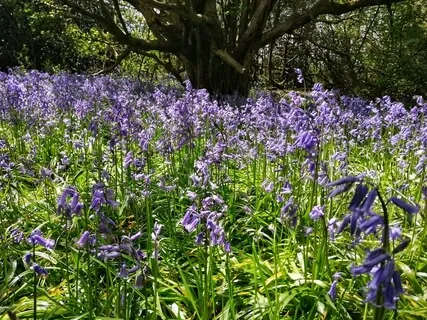 A Meditation Walk Through The Woods