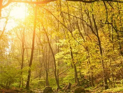 A Meditation With Trees For Strength, Peace, And Wisdom