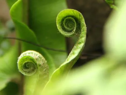 A Meditative Practice For Nervous System Support