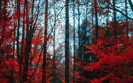 A Menstruation Meditation 