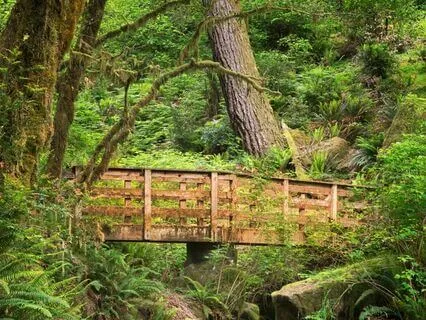 A Message From The Forest