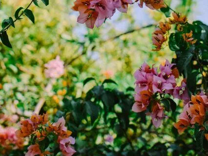 A Metaphor Brings Mind Near To Real-Self