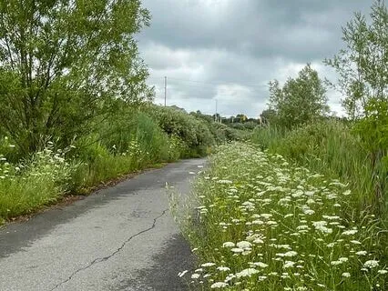 A Mid-Summer Walk In The Marsh