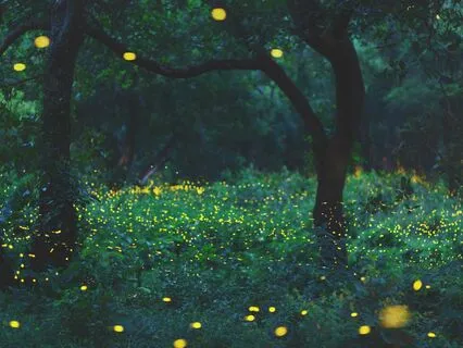 A Midsummer Knight's Dream