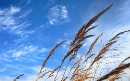 A Mind Free Of Disorder Is Secure