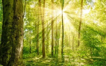 A Mind That Is Seeking Certainty Cannot Go Deeper