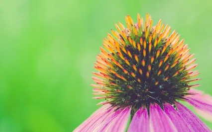 A Mind That Is Trapped In Words Cannot See The Actual 