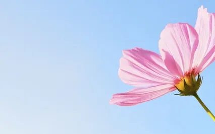 A Mind Trapped In A Pattern Has No Freedom But Daily Misery