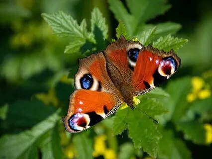 A Mindful And Compassion Practice For Gratitude And Joy