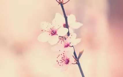 A Mindful Breathing Guided Meditation