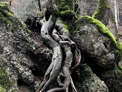 Rootedness: A Mindful Jewish Moment