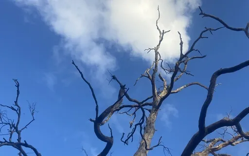 A Mindful Moment Just For You