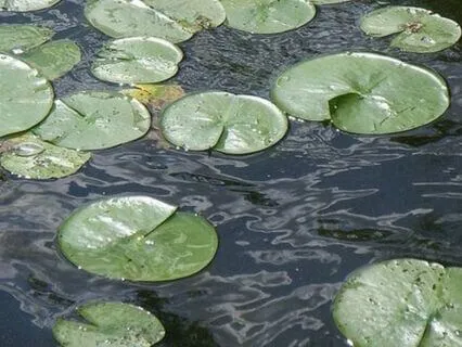 A Mindful Moment To Calm Emotions