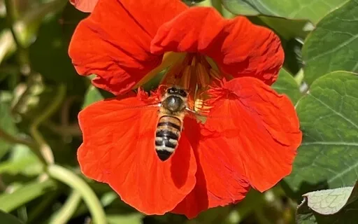 A Mindful Moment With Bumble Bee Breath (For Kids & Adults)