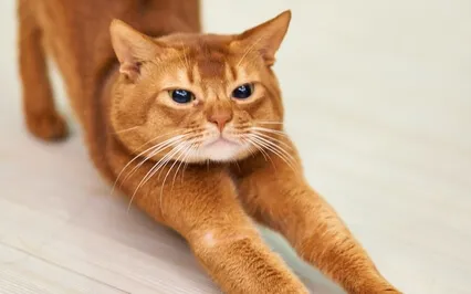 A Mindful Movement Practice