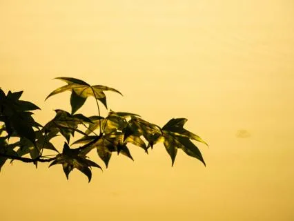 A Mindful Pause: Allowing And Opening