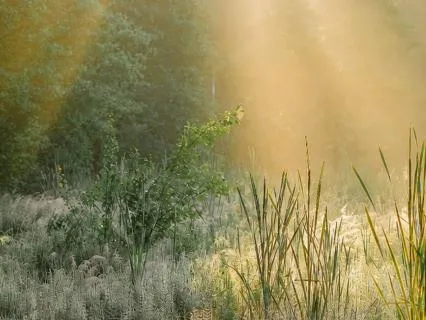 A Mindful Walk: Noticing What's Already Here
