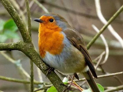 A Minute Of Gratitude With Robin And Blue Tit