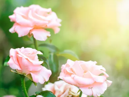 A Minute To Meditate: Saying Yes