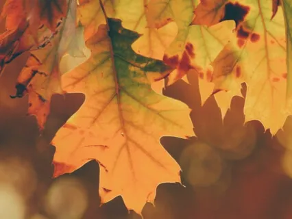 A Moment Of Gratitude - The Seasons