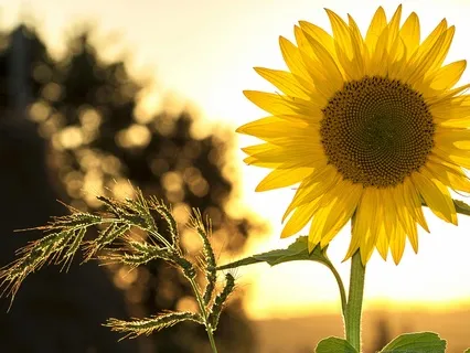 A Moment To Nourish Your Soul - 5 Minute Breather