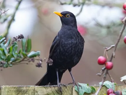 A Month Of Musical Uplift - Day 3 - Songbird