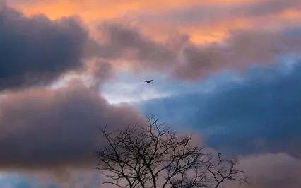 A More Joyful, Contented Heart