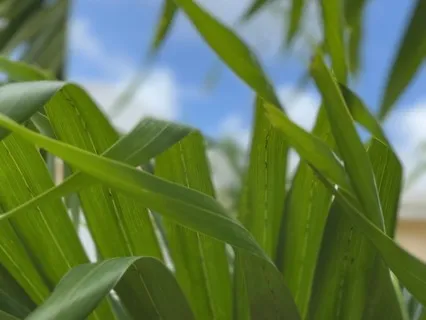 A Morning In Barbados