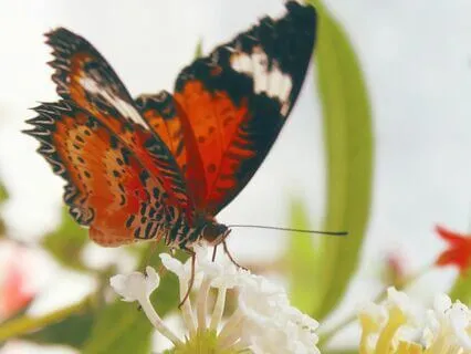 A Morning Meditation For Gratitude