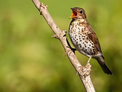A Morning Message Of Hope From A Song Thrush