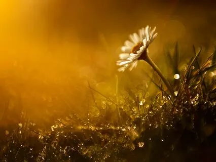 A Morning Of Gratitude & Blessings – Poem & Song