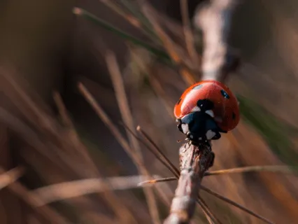 A Morning Practice To Honor Nature   - 5 Min Daily Insight