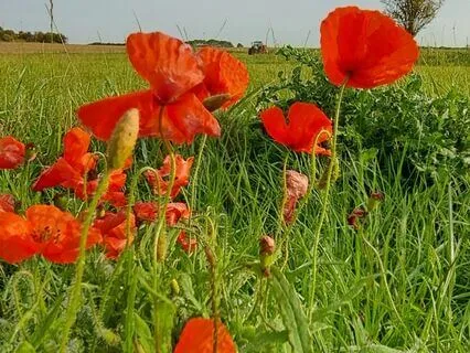 A Morning Walk Across Fields