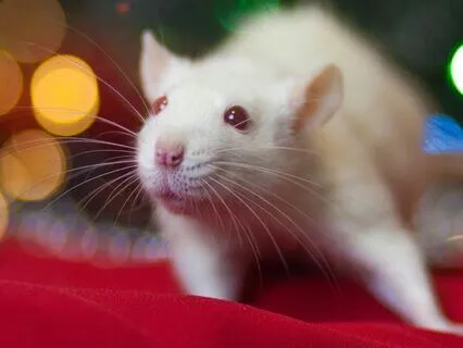 A Mouse Meets Santa: Bedtime Story