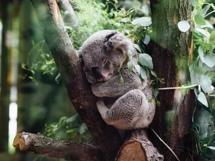 A Nap To Fill Your Cup