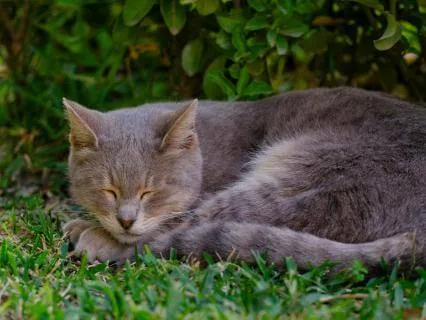 A Nap With Frankie The Forest Kitty: A Sleep Story