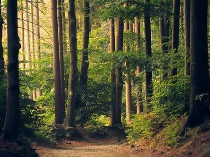 Enchanting 61-Point Body Scan With The Spring Peepers