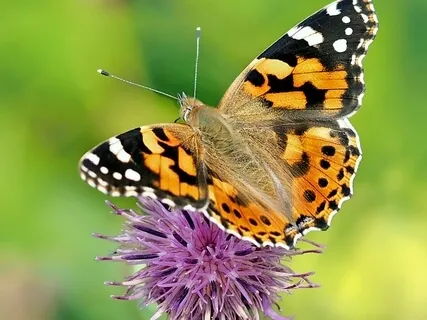 A New Age For Rebirth