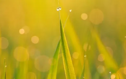 A New Morning, A New Beginning