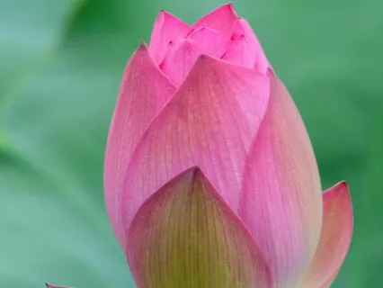 A New Morning, A New Beginning