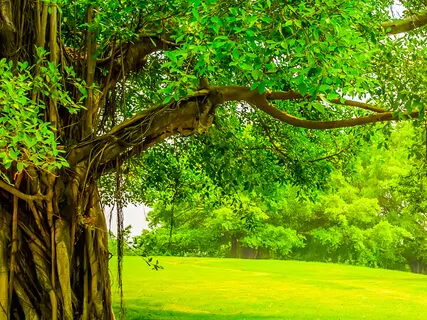 A New Peaceful Day (Morning Meditation Music)