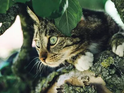 A Night Of Animal Wisdom Introduction