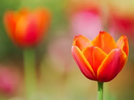 A Note From Gratitude