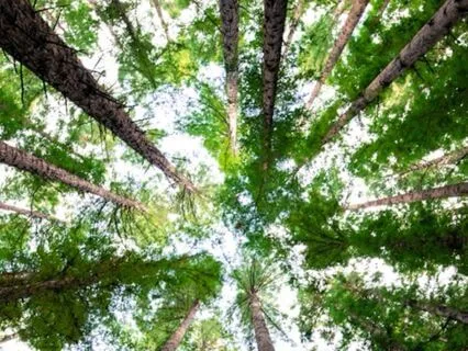 A Nurturing Meditation To Help The Body Surrender And Refuel