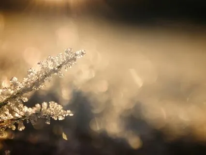 A Path Of Acorns (Playful Piano)