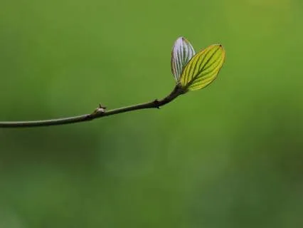 A Pause For Presence