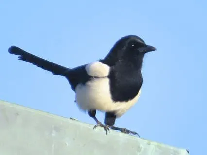 A Pause On The Rooftop With A Smart Bird