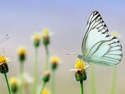 A Peaceful Day In The Garden