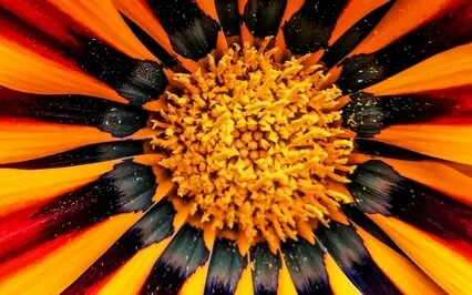 A Peaceful Equilibrium